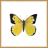 Cuadro Mariposa amarilla Boliviana