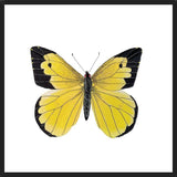 Cuadro Mariposa amarilla Boliviana
