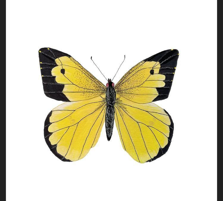 Cuadro Mariposa amarilla Boliviana