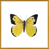 Cuadro Mariposa amarilla Boliviana