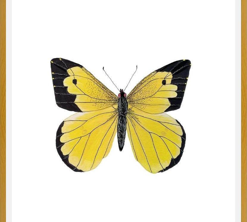 Cuadro Mariposa amarilla Boliviana