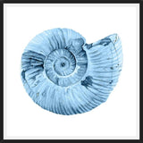 Cuadro Concha azul 3