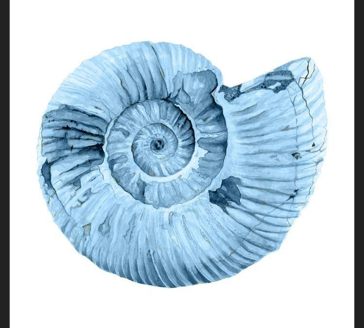 Cuadro Concha azul 3