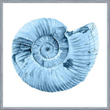 Cuadro Concha azul 3