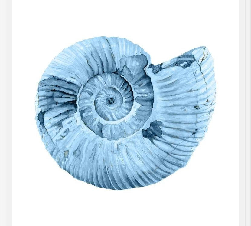 Cuadro Concha azul 3