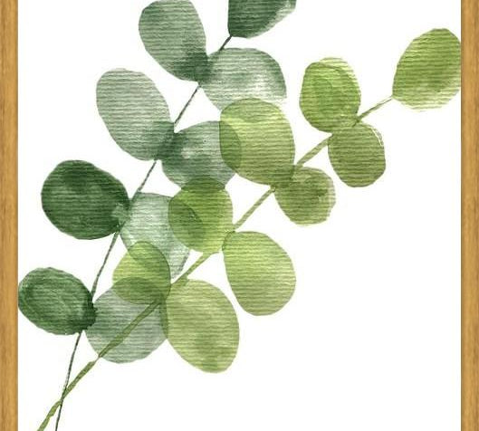 Cuadro Eucaliptus