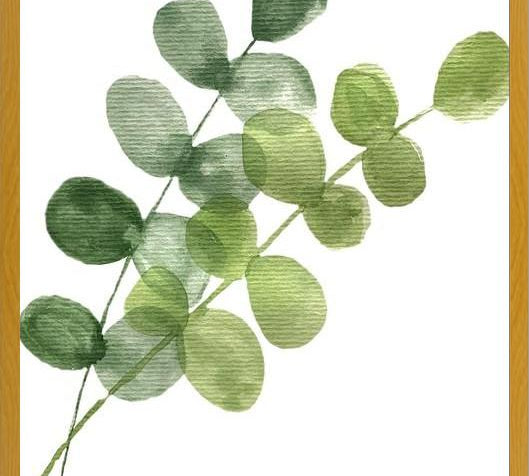Cuadro Eucaliptus