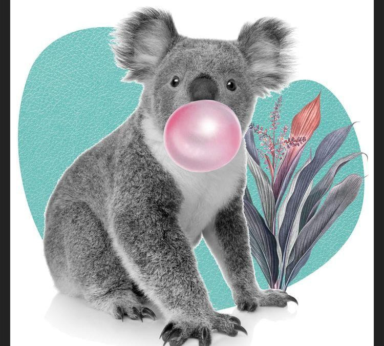 Cuadro Koala comiendo chicle