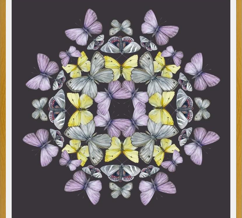 Cuadro Mariposas chilenas