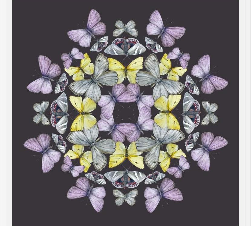 Cuadro Mariposas chilenas
