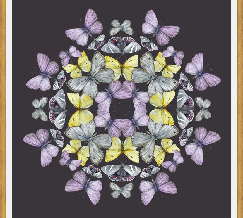 Cuadro Mariposas chilenas