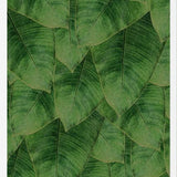 Cuadro Banana Leaf III