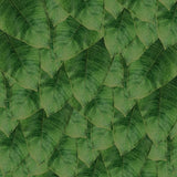Canvas Banana Leaf III