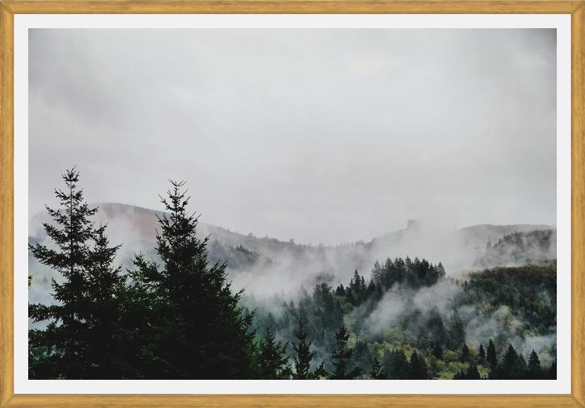 Cuadro Foggy Wilderness