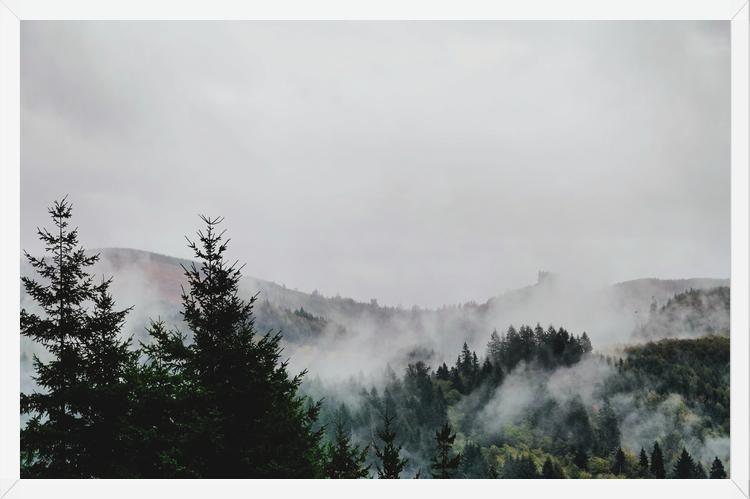 Cuadro Foggy Wilderness