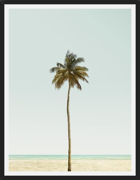 Cuadro La palmera sola