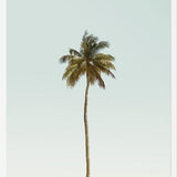 Cuadro La palmera sola