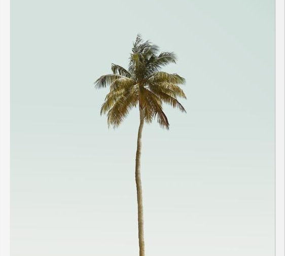 Cuadro La palmera sola