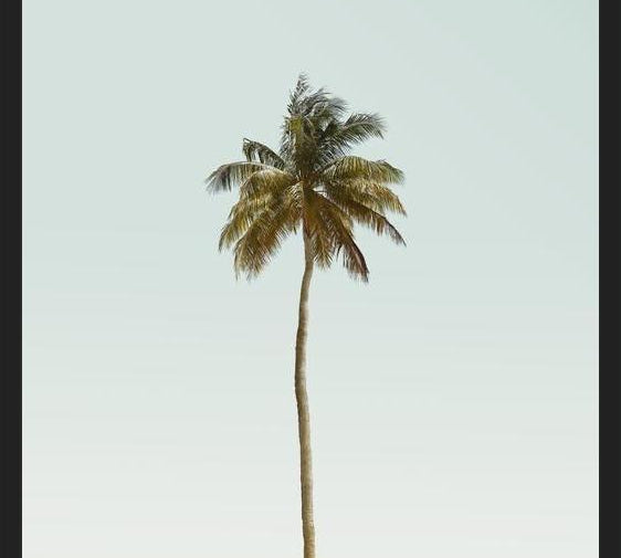 Cuadro La palmera sola