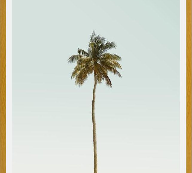 Cuadro La palmera sola