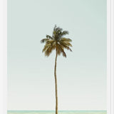 Cuadro La palmera sola