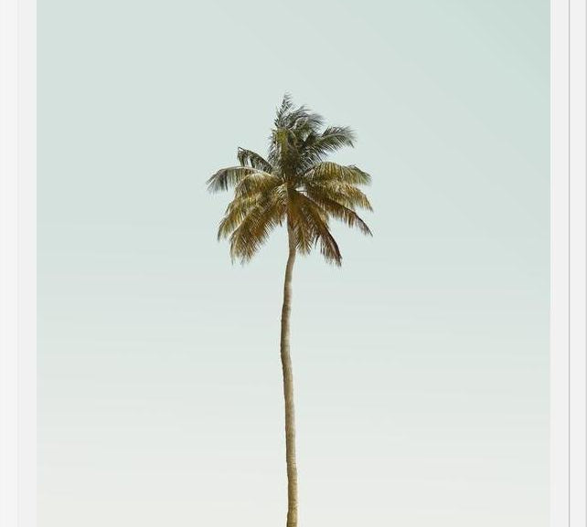 Cuadro La palmera sola