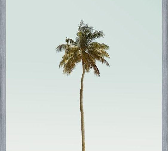 Cuadro La palmera sola