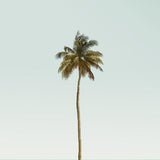 Canvas La palmera sola