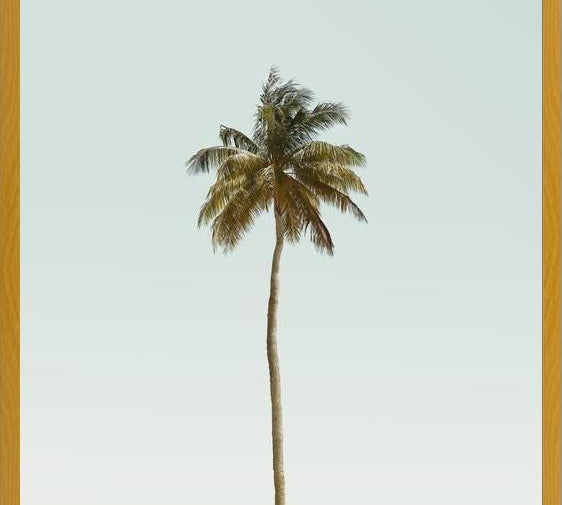 Cuadro La palmera sola