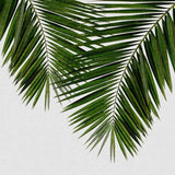 Canvas Palm Leaf II