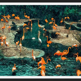 Cuadro Flamingo Creek