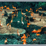 Cuadro Flamingo Creek