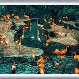Cuadro Flamingo Creek