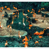 Cuadro Flamingo Creek