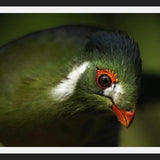 Cuadro aves del aviario tricao