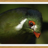 Cuadro aves del aviario tricao
