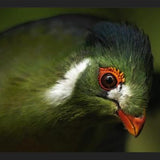 Cuadro aves del aviario tricao