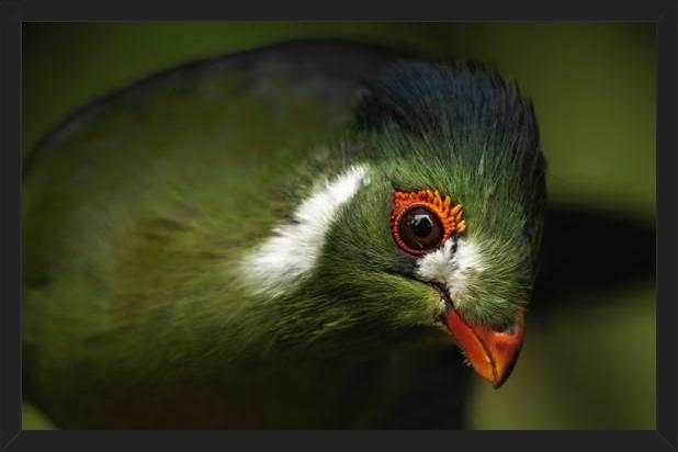 Cuadro aves del aviario tricao