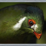 Cuadro aves del aviario tricao