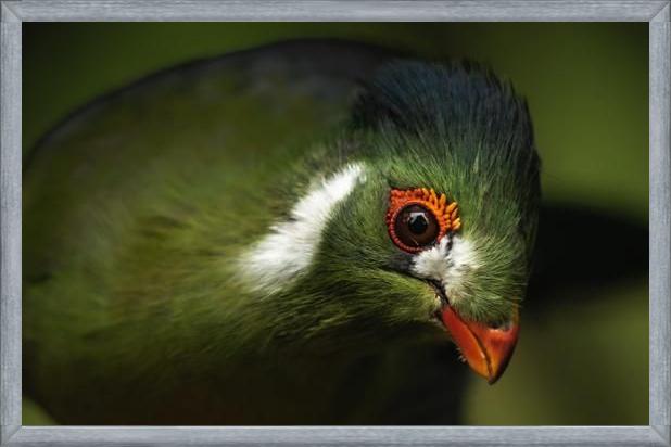 Cuadro aves del aviario tricao