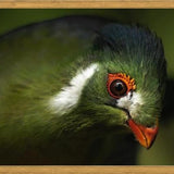 Cuadro aves del aviario tricao