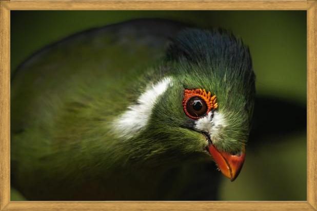 Cuadro aves del aviario tricao