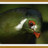 Cuadro aves del aviario tricao