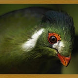 Cuadro aves del aviario tricao