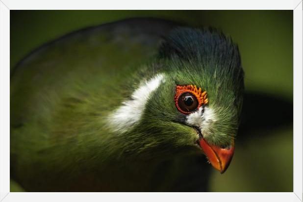 Cuadro aves del aviario tricao