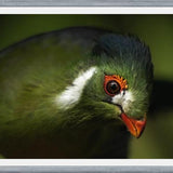 Cuadro aves del aviario tricao