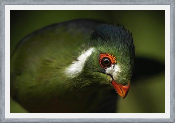 Cuadro aves del aviario tricao