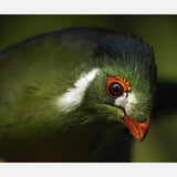 Cuadro aves del aviario tricao