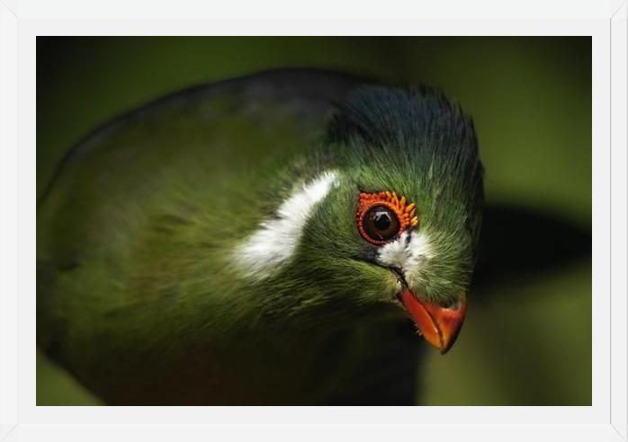 Cuadro aves del aviario tricao