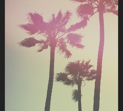 Cuadro Palmeras de california